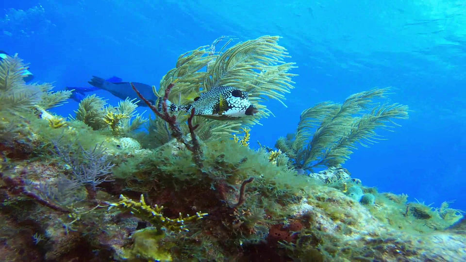 Molasses Reef
